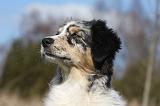 BERGER AUSTRALIEN PUPPIES 410